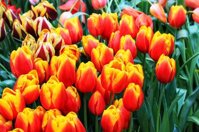 Close-up of orange tulips