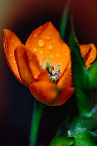 Close-up of flower