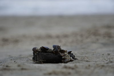 Close-up of a horse on the beach