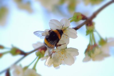 Close-up of bee on white flower