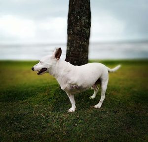 White horse standing on field