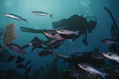 Fish swimming in sea
