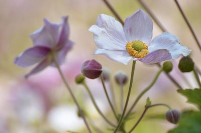 Close-up of purple flowers growing outdoors