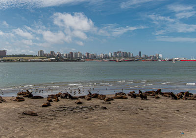 Scenic view of sea by buildings against sky