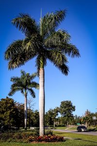 Palm trees against clear blue sky