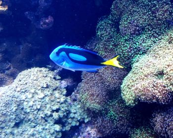 View of fish in sea