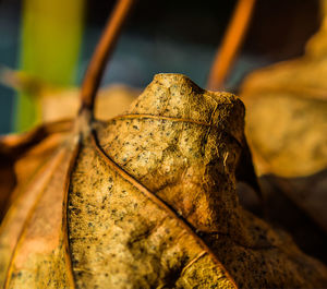 Close-up of dry leaves against blurred background