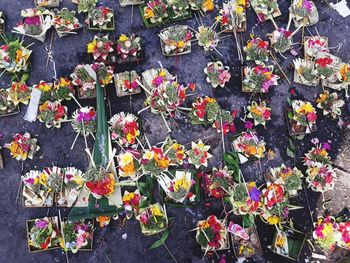 High angle view of pink flowering plants