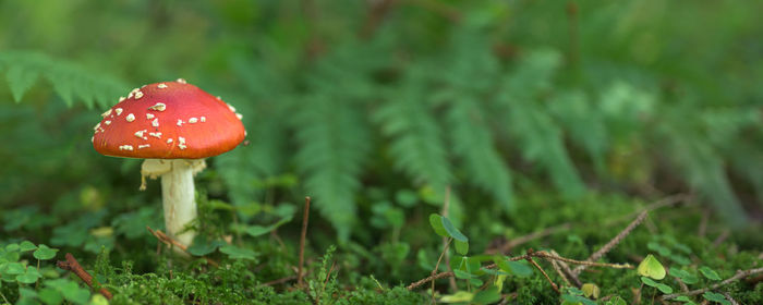 Close-up of fly agaric mushroom on field