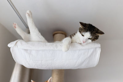 Happy cat laying in hammock on scratching post under the ceiling