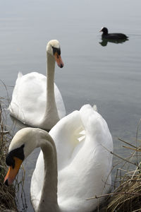 Swans swimming in lake