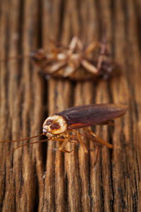 Close-up of insect on wood