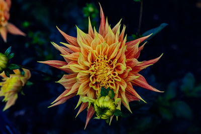 Close-up of yellow flowering plant