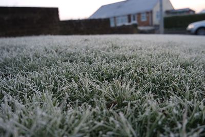 Surface level of grassy field