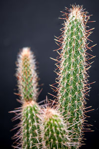 Close-up of succulent plant