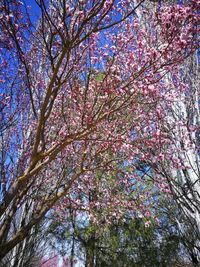 Low angle view of tree against sky