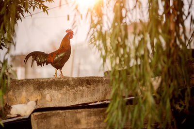 Rooster on retaining wall