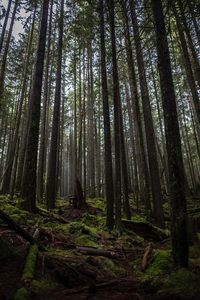 Low angle view of trees in forest