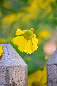 Close-up of yellow flowering plant