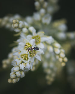 Close-up of insect on flower