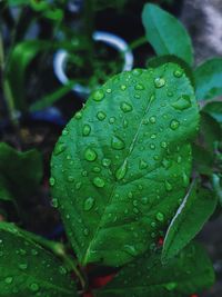 Close-up of wet plant leaves during rainy season