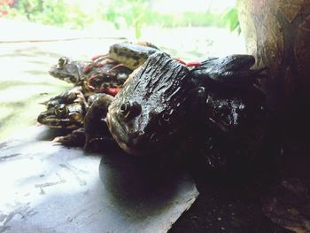 Close-up of turtle