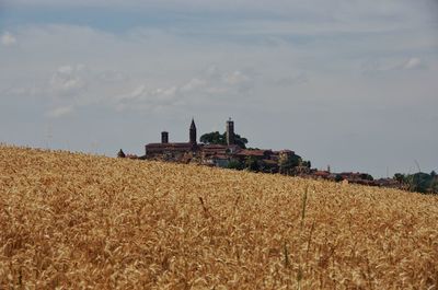 Scenic view of agricultural field against sky