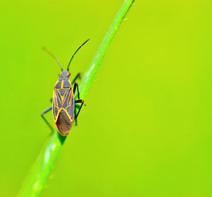 Close-up of damselfly on leaf