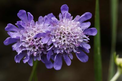 Close-up of purple flowering plant