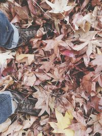 Low section of autumn leaves fallen on floor