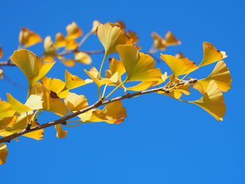 Low angle view of yellow flowering plant against clear blue sky