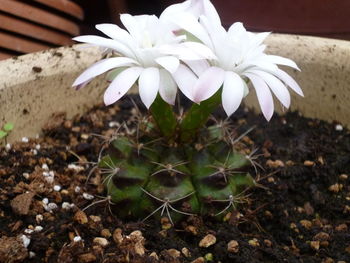 Close-up of white flowers blooming outdoors