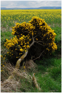 View of yellow flowering plants on field