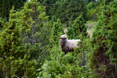 Long-hair sheep in forest