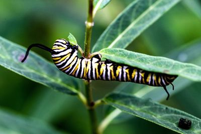 Close-up of butterfly on leaf