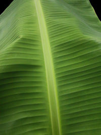 Full frame shot of palm leaf