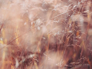 Full frame shot of dry plants on land