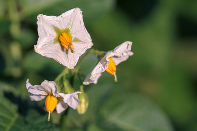 Close-up of white flowering plant potatoes
