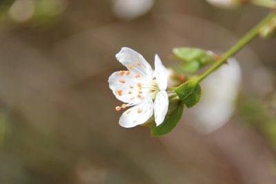 Close-up of insect on white flower