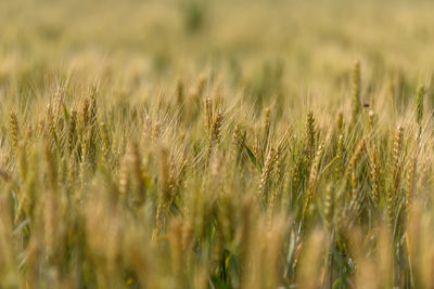 Close-up of stalks in field