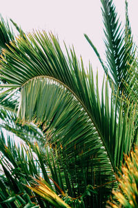 Close-up of palm tree leaves