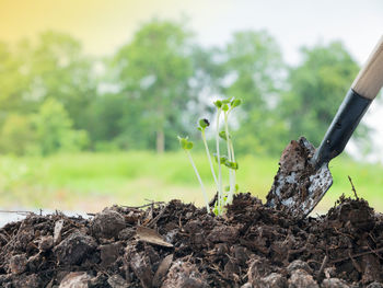 Close-up of plant growing on field