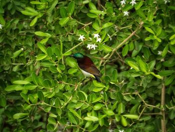 Close-up of bird perching on tree