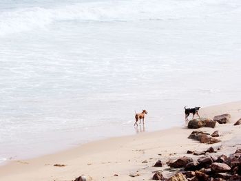 Dog on beach against sky