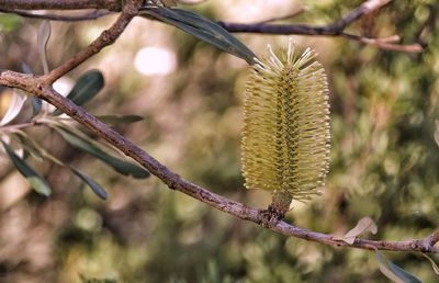 Close-up of plant on branch