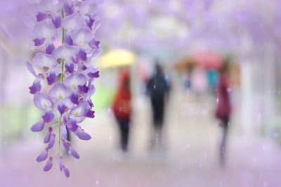 Close-up of purple flower with people in background