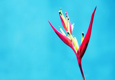 Low angle view of flowers against clear blue sky
