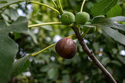 Close-up of berries growing on tree