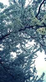 Bare trees against sky