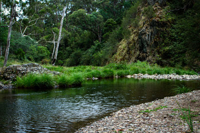 Scenic view of lake in forest